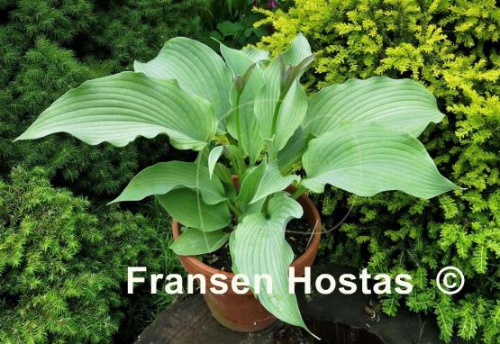 Hosta Jolly Green Giant